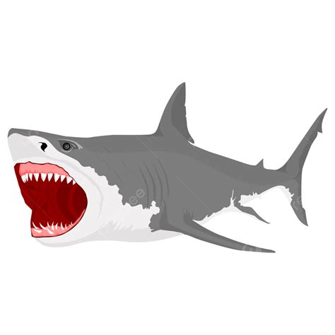 Open Shark Mouth Drawing