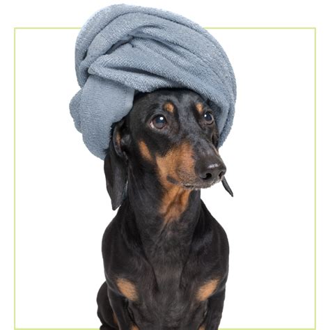 Overnight Dog Accommodations - Woofs & Wags