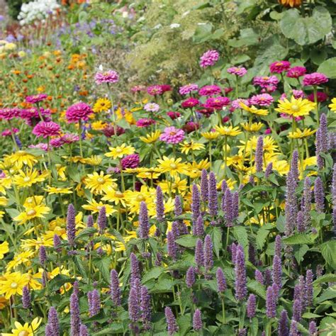 15 Wildflower Garden Ideas for a Wild Backyard Oasis