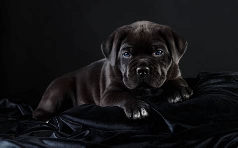 [100+] Cane Corso Wallpapers | Wallpapers.com