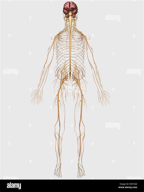 Image result for Peripheral Nervous System