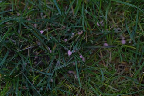 Image result for Red Thread Fungus Control