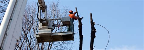 Image result for Remote Control Tree Removal