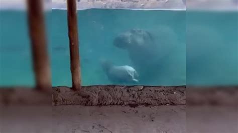 Viral video: Baby hippo's barrel roll attempt underwater makes netizens ...