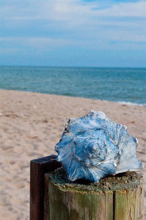 Image result for Hard Sea Shells