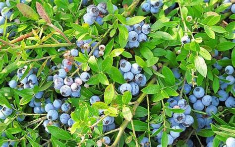 家里种棵盆栽蓝莓，以后再也不用买了，家里小孩放心吃 - 知乎