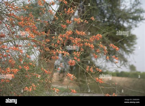 Image result for Multi-Input Fild HTML