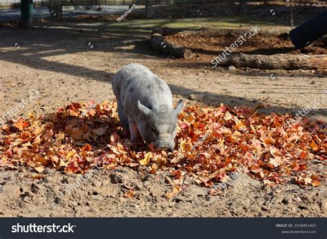 1,497 Vietnamese Fauna Images, Stock Photos & Vectors | Shutterstock