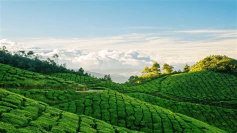 Exploring the Tea Plantations of Munnar: Kerala | Travel Junky