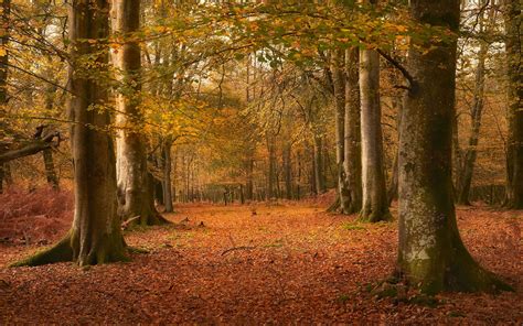 Download wallpaper 2560x1600 trees, leaves, trunks, autumn widescreen ...