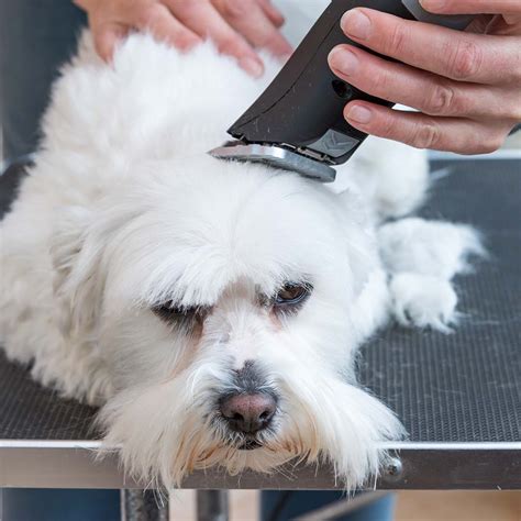 Professional vs. DIY Grooming: Pros and Cons for Your Pet – New Market ...