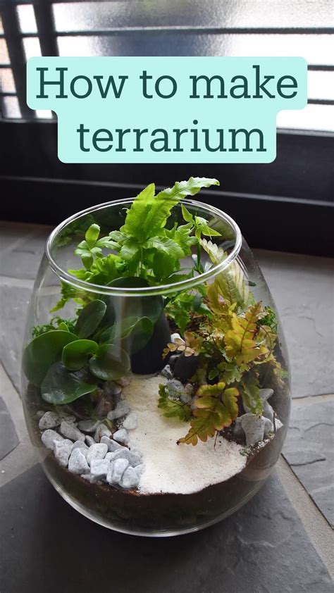 The 12 best terrarium plants to grow in your miniature garden – Artofit