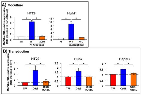 Toxins | Special Issue : Current Knowledge on Bacterial Genotoxins and ...