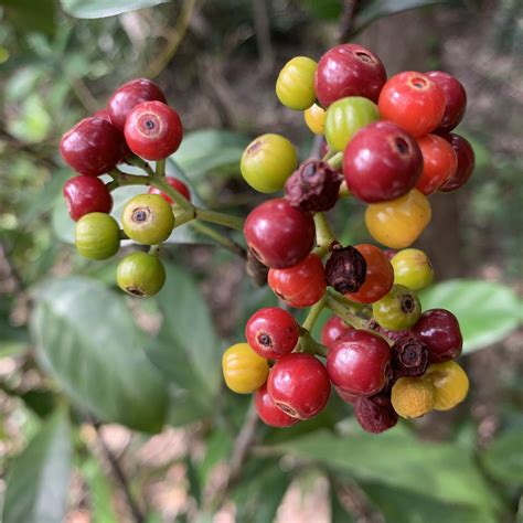 SIR CECIL'S RIDE TRAIL (2025) All You Need to Know BEFORE You Go (with ...