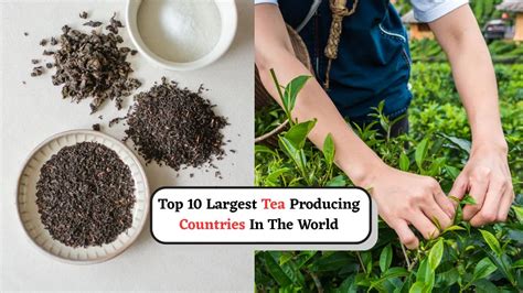 International Tea Day 2025: Top 10 Largest Tea Producing Countries In ...