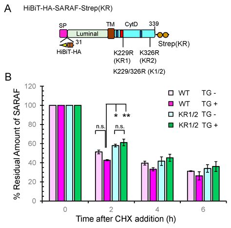 The Penta-EF-Hand ALG-2 Protein Interacts with the Cytosolic Domain of ...