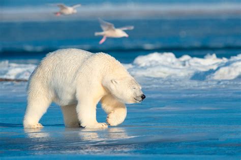 Где посмотреть на белых медведей? | Polar bear, Polar bear images, Bear