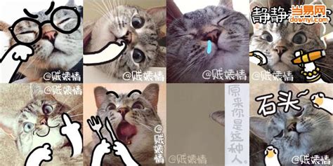 Ws猫表情包-Ws猫QQ表情包下载免费版-猥琐猫表情包-当易网