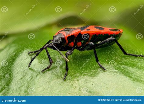 Black and Red Bug, Lygaeus Equestris Stock Photo - Image of head, high ...