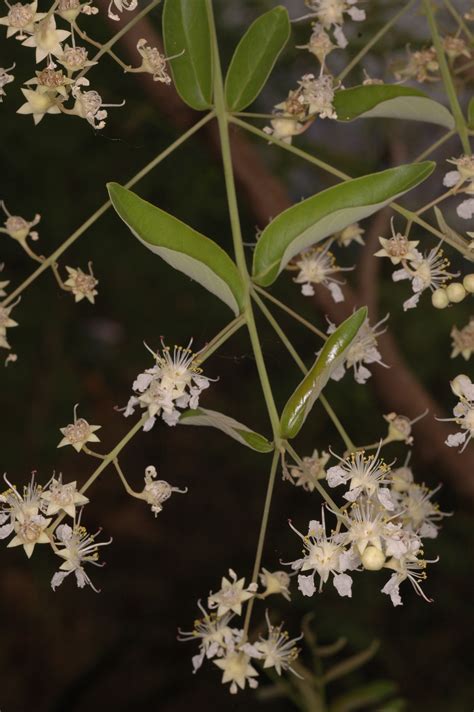Herbarium JCB