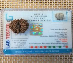 16 Mukhi Certified Rudraksha - Nepal – Kalyanastrogems