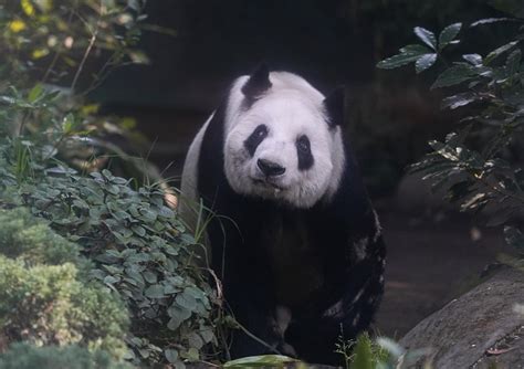 Down to its last panda, Mexico ponders what could come next | AP News