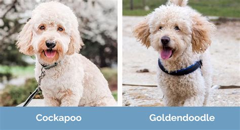 Image result for Cockapoo vs Goldendoodle