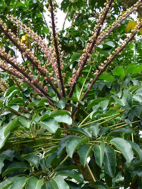 Schefflera Tree Invasive Florida 的图像结果