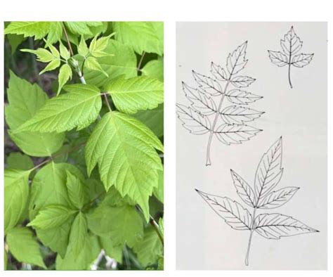 Image result for Maple Tree Identification Guide