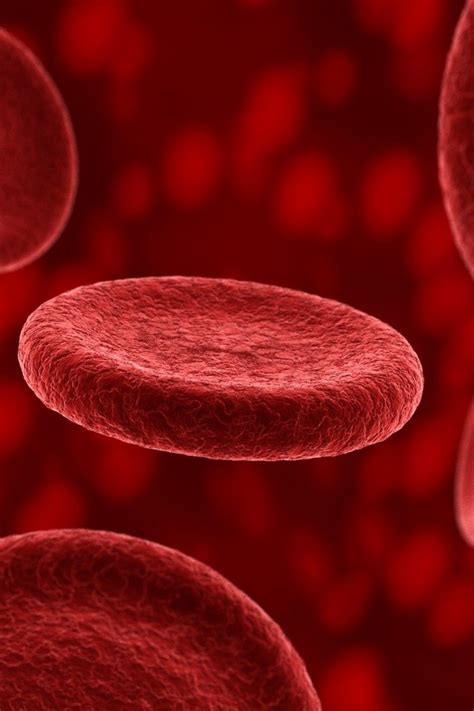 Download wallpaper 800x1200 erythrocyte, plasma, blood, composition ...