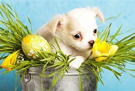 Image result for Easter Baby Dog