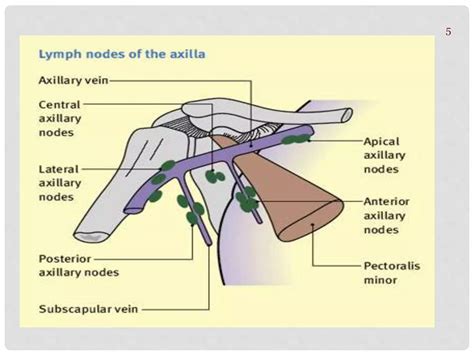 Lymph nodes | PPT