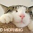 Image result for good morning cats