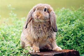 Image result for Mini Lop Rabbit Plush