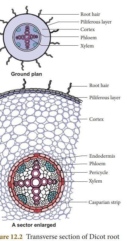Internal structure of dicot root - Brainly.in