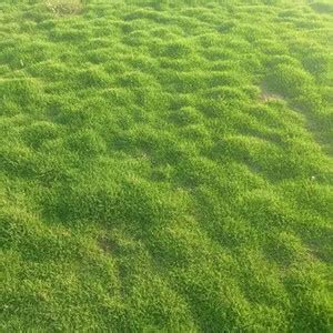 naturehils Lawn Grass Seed for Cricket/Park/Football area, Grass Seed ...