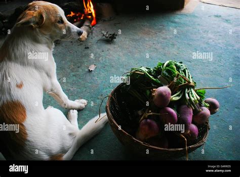 Rustic Scenery 的图像结果
