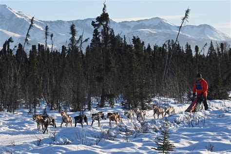 Sprint musher Kourosh Partow sets pace at Earl Norris Open - Anchorage ...