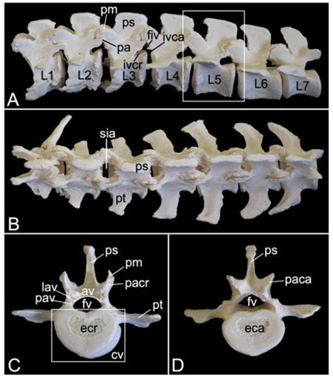 Osteology of the Hamadryas Baboon (Papio hamadryas)