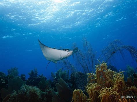 DIVE HAMANASI - All You SHOULD Know Before Going 2026 (with Photos ...