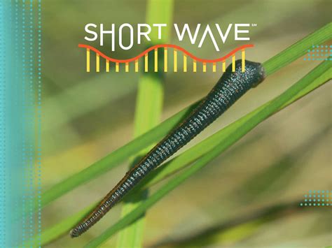 This leech in Madagascar doesn't just lurk ... it jumps : Short Wave : NPR