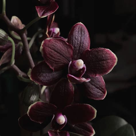 Black Orchid Plant