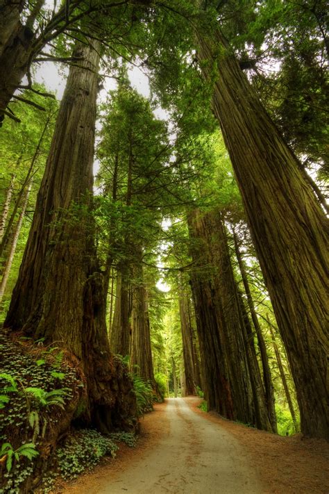 8 Reasons Why You Should Take a Redwood Forest Vacation