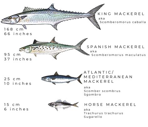 Mercury in Mediterranean Mackerel? No way!