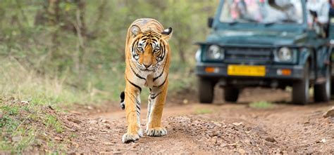 Kanha National Park, Kanha National Park Booking