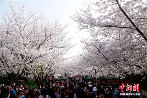 2022上海共青森林公园樱花开了吗?在哪里可以看?_旅泊网