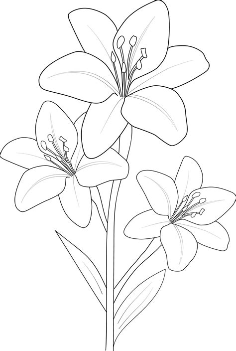 Lily flower drawing, vector sketch hand drew illustration artistic ...