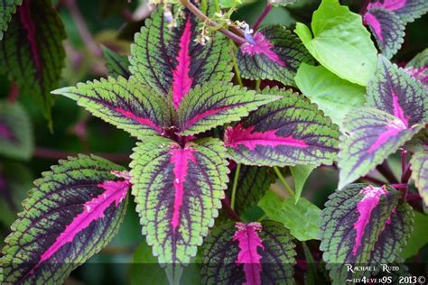plant with purple and green leaves
