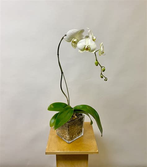 Single White Orchid Planter in Phoenix, AZ | Tatum Flowers