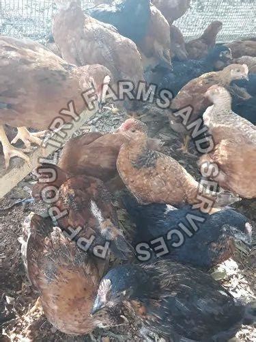 Gramapriya Chicks Supplier from Hyderabad